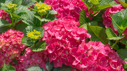 Lots of different color Hydrangeas in a flower shop.