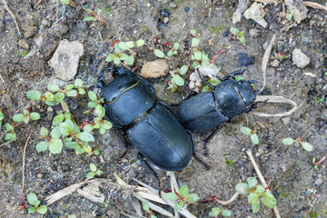 Pareja de escarabajos copulando. Ciervo Volante Menor. Dorcus parallelipipedus.