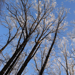 Winter in forest. The tree trunks with branches, which go upwards, tops are covered with hoarfrost.