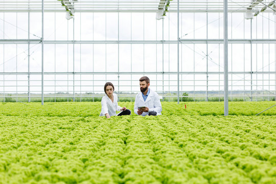Two researches man and woman examine greenery with a tablet in an all white greenhouse