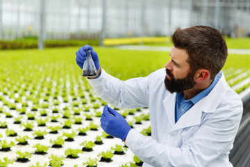 Man takes a probe of greenery in an Erlenmeyer flask standing in the greenhouse