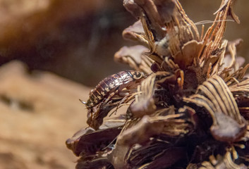 harlequin roaches