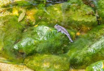 mudskipper
