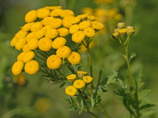 Blühender Rainfarn, Tanacetum vulgare