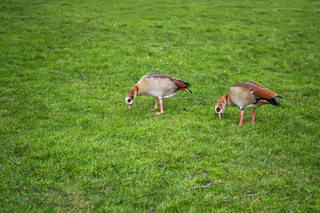 Ducks in the park in Rotterdam, Holland. Selective focus