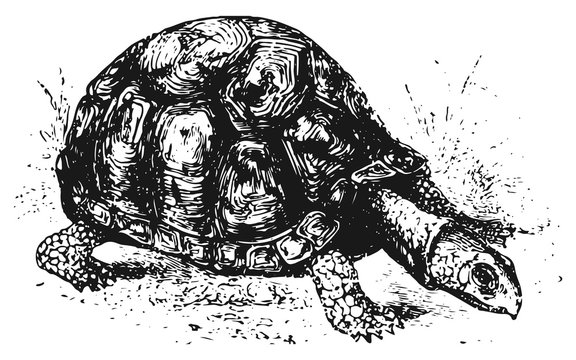 Turtle #vector #isolated - Schildkr&ouml;te