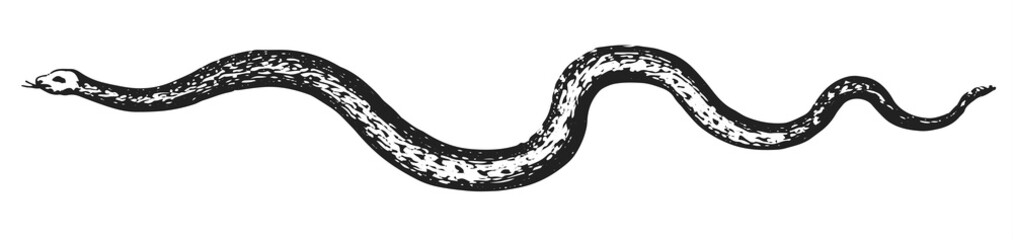 Snake #vector #isolated - Schlange