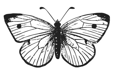 butterfly - Lepidoptera #vector #isolated - Schmetterling