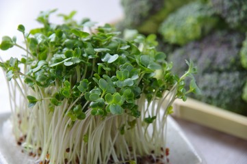 ブロッコリースプラウト　Broccoli Sprout