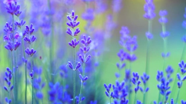Lavender. Blooming violet fragrant lavender flowers closeup. Growing lavender swaying on wind. Slow motion 4K UHD video 3840X2160