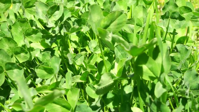 Close-up of Caucasian spring clover Trifolium pratense with green leaves growing in foothills of Caucasus
