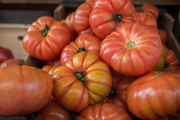 Group of red fresh tomatoes 