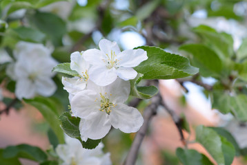 Fototapeta premium Apple tree blooming. White beautiful apple tree flowers.
