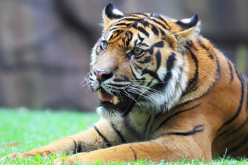 Nahaufnahme eines Tigers (Panthera tigris).