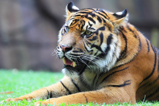 Nahaufnahme eines Tigers (Panthera tigris).
