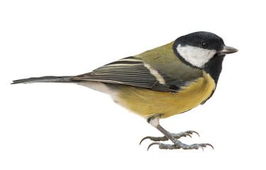 Great tit (Parus major), isolated on white background
