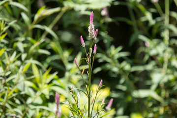 Pink Celosia argentea  grass flower in the garden