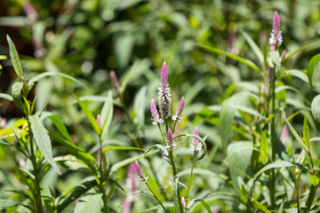 Pink Celosia argentea  grass flower in the garden