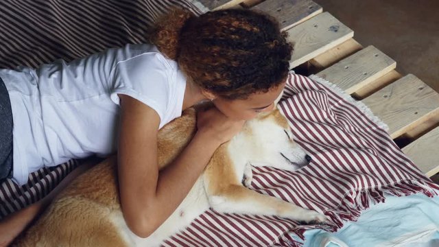 Laughing African American girl is waking up her sleeping shiba inu dog fussing animal and talking to it while doggy is lying and enjoying rest and love.