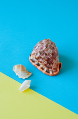 Three seashells on a duotone baclground. Copy space.