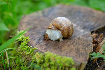 Weinbergschnecke - Schnecke - Allgäu - Schneckenhaus - Wald