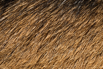 Natural texture of the skin of a wild animal