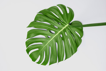Fototapeta na wymiar Big green leaf of Monstera plant on white background