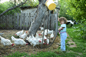 Little girl looks at chickens standing on the backyard