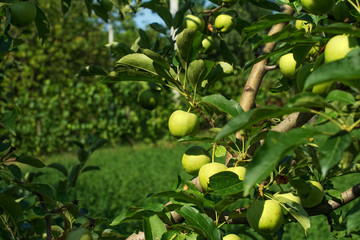Branches of a tree of the Granny Smith apple cultivar, full of ripening fruits. It is a quite a...