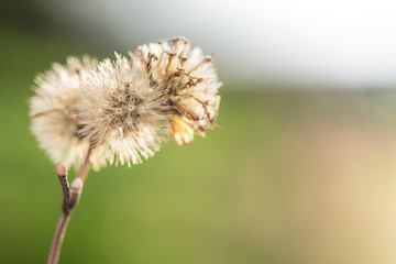 plants dandelions,Selection focus only on some points in the image.
