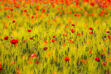 Poppies in wheat field, selective focus. Poppies fields were a solid inspiration on impressionist painters.