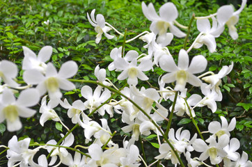 A riot of small white lily flowers against a background of green leaves