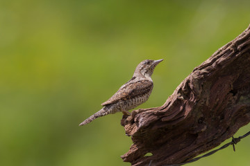 Picchio torcicollo (Jynx torquilla)