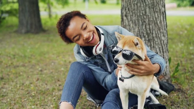 Slow motion of cute shiba inu dog in sunglasses sitting on grass in park and its loving owner pretty African American girl looking at pet and smiling.