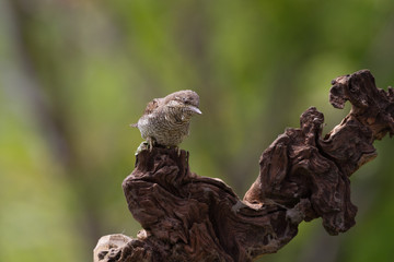 Picchio torcicollo (Jynx torquilla)