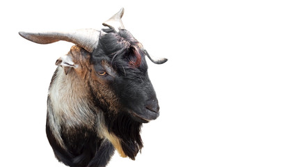 Funny Goat Face Isolated on White Background with Clipping Path, Picture of Emotion Concept 