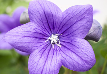 Baloon flower in bloom from close-up. Very well visible stamen and pistils. 