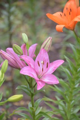 Fototapeta premium 百合