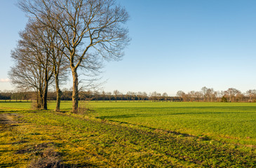Obraz premium Small row of bare trees in golden afternoon sunlight