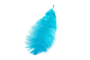 fluffy feather in blue color isolated on the white