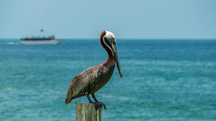 Clearwater Beach Pier Pelican resting in the sun