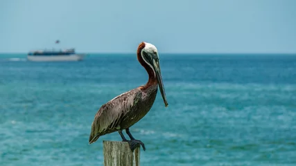 Photo sur Plexiglas Clearwater Beach, Floride Clearwater Beach Pier Pelican resting in the sun