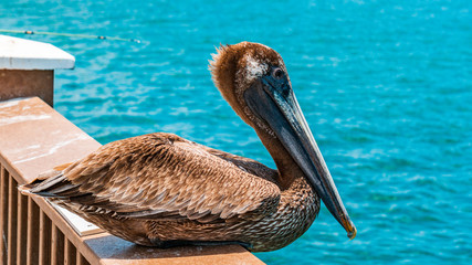 Clearwater Beach Pier Pelican resting in the sun