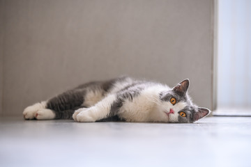 The British short hair cat lying on the ground
