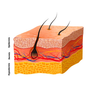 Detailed human skin structure, medical illustration