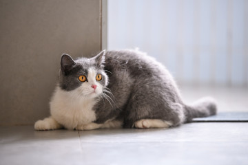 The British short hair cat lying on the ground
