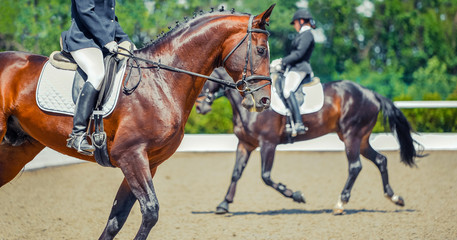 Two dressage horses and riders. Sorrel horse portrait during equestrian sport competition. Advanced dressage test. Copy space for your text. - obrazy, fototapety, plakaty