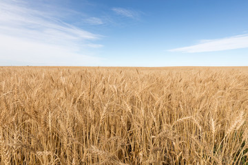 Rye field ready to harvest Alberta Canada