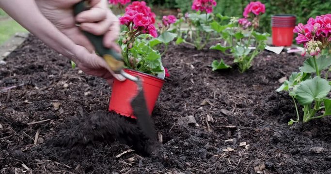 A gardener planting colourfull young border plants into a garden using a hand trowel.