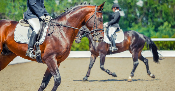 Two dressage horses and riders. Sorrel horse portrait during equestrian sport competition. Advanced dressage test. Copy space for your text.
